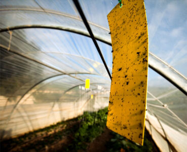 Handling Insect Pests in Your Greenhouse Image